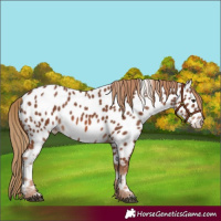 Horse Color:Chestnut Appaloosa 
