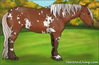 Horse Color:White Spotted Silver Bay 