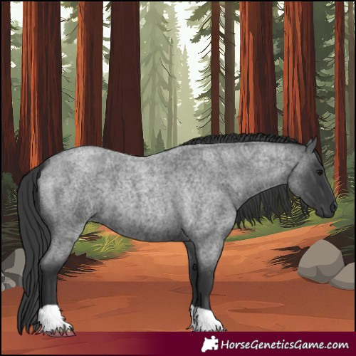 Horse Color:Blue Roan 