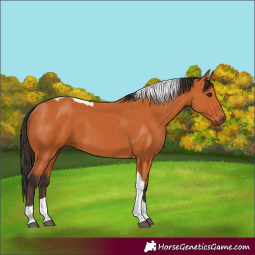 Horse Color:Bay Tobiano 