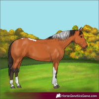 Horse Color:Bay Tobiano