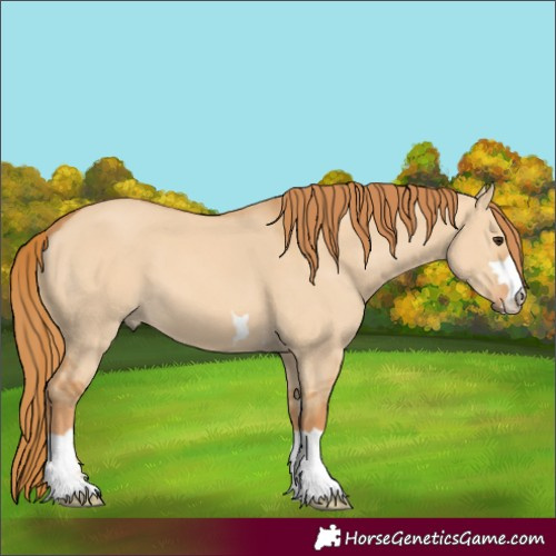 Horse Color:Red Dun 