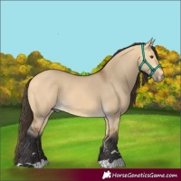 Horse Color:Buckskin Dun 