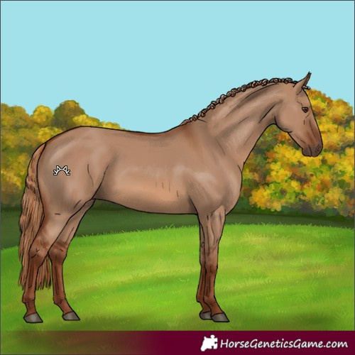 Horse Color:Red Dun Rabicano