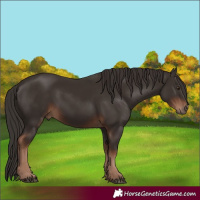 Horse Color:Liver Chestnut