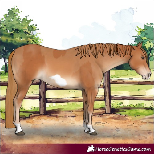 Horse Color:Chestnut  and Chestnut Frame 