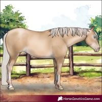 Horse Color:Gray Silver Amber Cream Champagne Pearl 