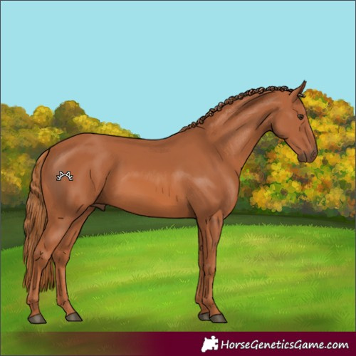 Horse Color:Chestnut 