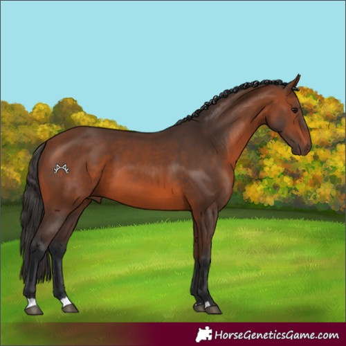 Horse Color:Bay 