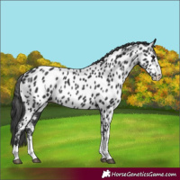 Horse Color:Black Appaloosa 