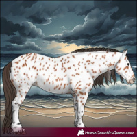 Horse Color:Bay Near Leopard 