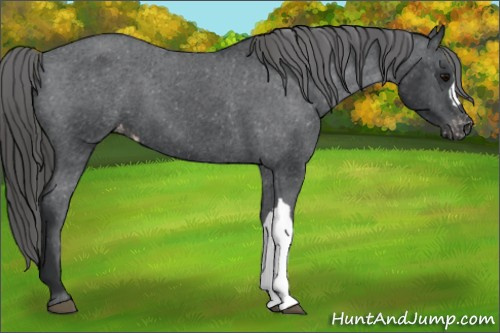 Horse Color:Black Appaloosa 