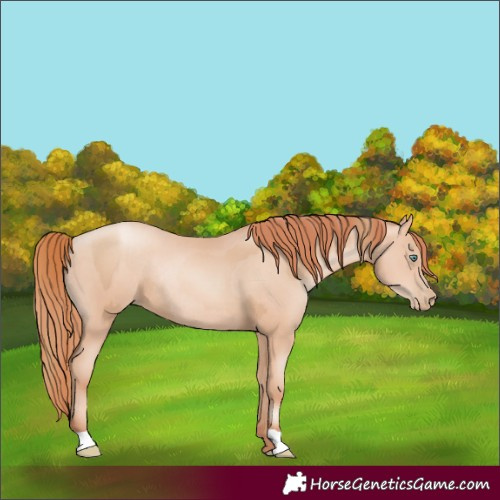 Horse Color:Gold Champagne Pearl Rabicano  and Sable Champagne Pearl Rabicano 