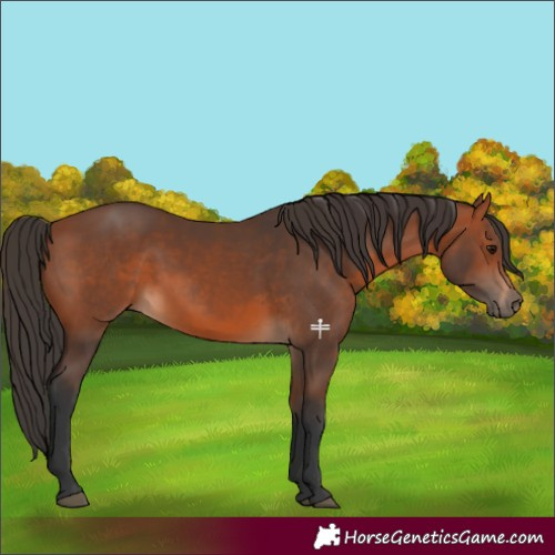 Horse Color:Bay 