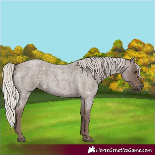 Horse Color:Silver Blue Roan 