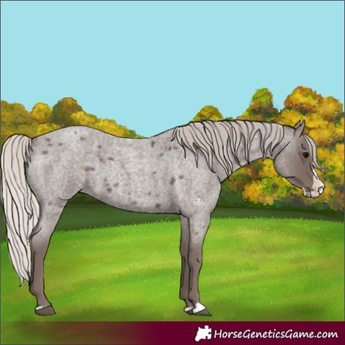 Horse Color:Silver Blue Roan Splash 