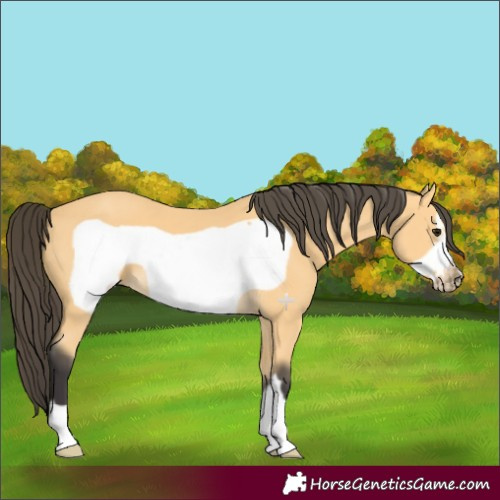 Horse Color:Buckskin Frame 