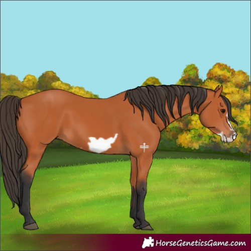 Horse Color:Bay Frame 
