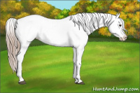 Horse Color:Chestnut Appaloosa 