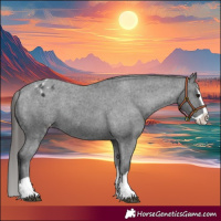 Horse Color:Black Splash Appaloosa