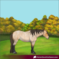 Horse Color:Buckskin Roan 