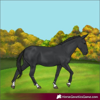 Horse Color:Black 
