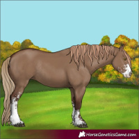 Horse Color:Liver Red Dun Sabino Rabicano 