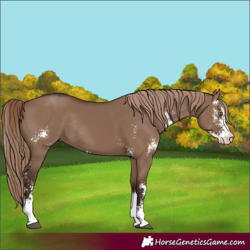 Horse Color:Liver Red Dun Sabino Rabicano 