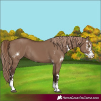 Horse Color:Liver Red Dun Sabino Rabicano 