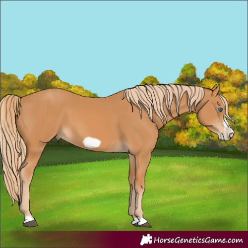Horse Color:Chestnut Frame 