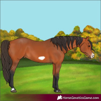 Horse Color:Bay Frame