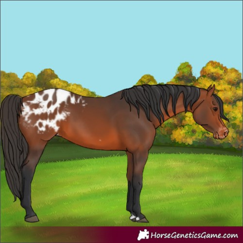 Horse Color:Bay Appaloosa 