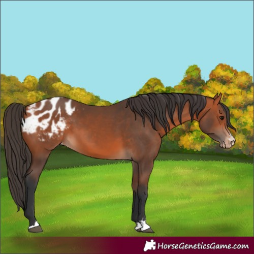 Horse Color:Bay Appaloosa