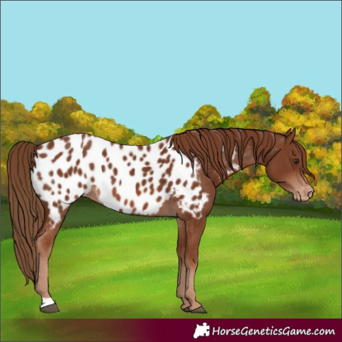 Horse Color:Chestnut Appaloosa