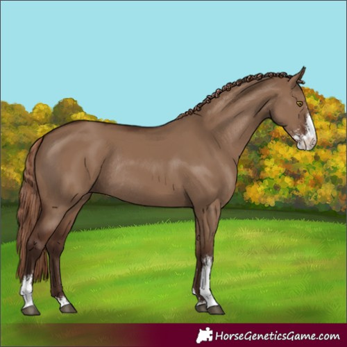 Horse Color:Liver Red Dun Sabino Rabicano 