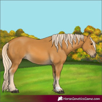 Horse Color:Palomino 