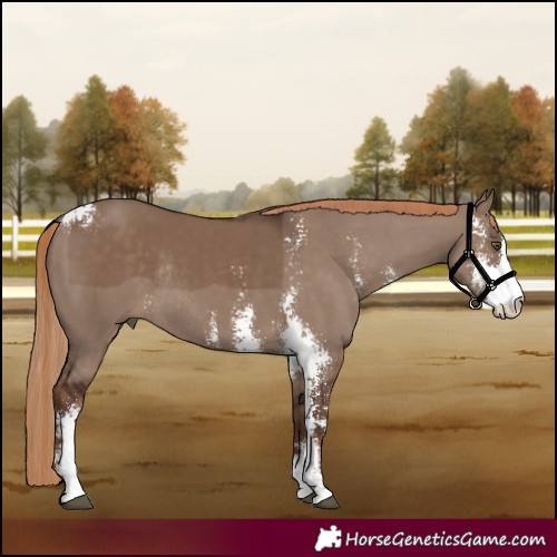 Horse Color:Liver Red Dun Sabino Rabicano 