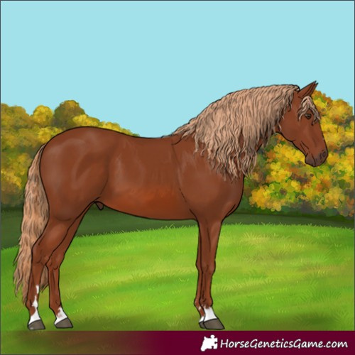 Horse Color:Chestnut 