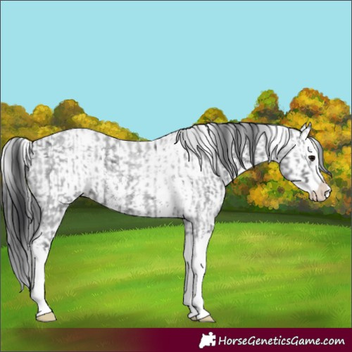 Horse Color:Blue Roan Sabino Splash and White Spotted Blue Roan Splash