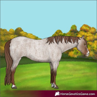 Horse Color:Liver Red Dun Roan Sabino Rabicano 