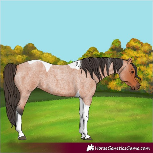 Horse Color:Bay Roan Tobiano