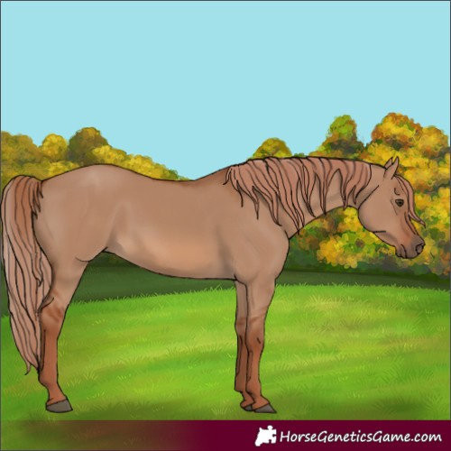 Horse Color:Red Dun