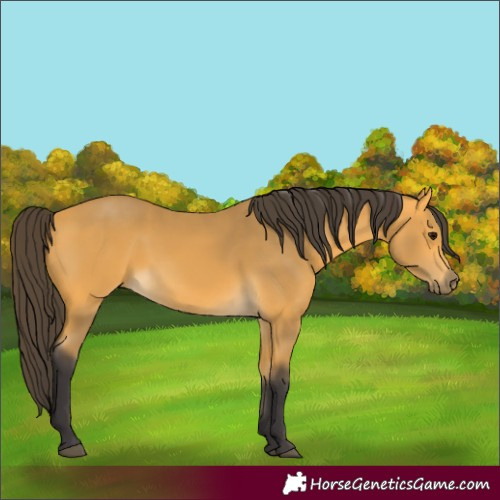 Horse Color:Buckskin 