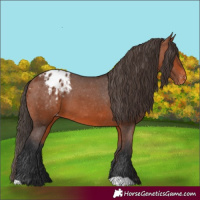 Horse Color:Bay Appaloosa 