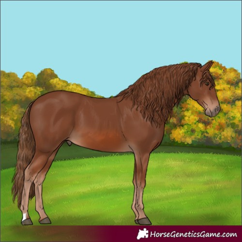 Horse Color:Chestnut 