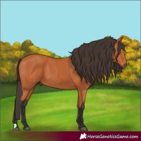 Horse Color:Bay 