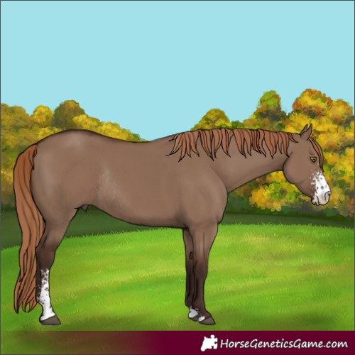 Horse Color:Liver Red Dun Sabino Rabicano 