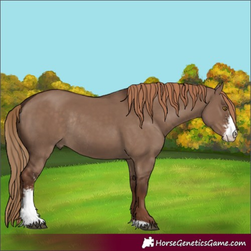 Horse Color:Liver Red Dun Sabino Rabicano