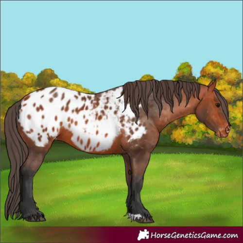 Horse Color:Bay Near Leopard