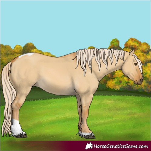 Horse Color:Palomino Dun Tobiano